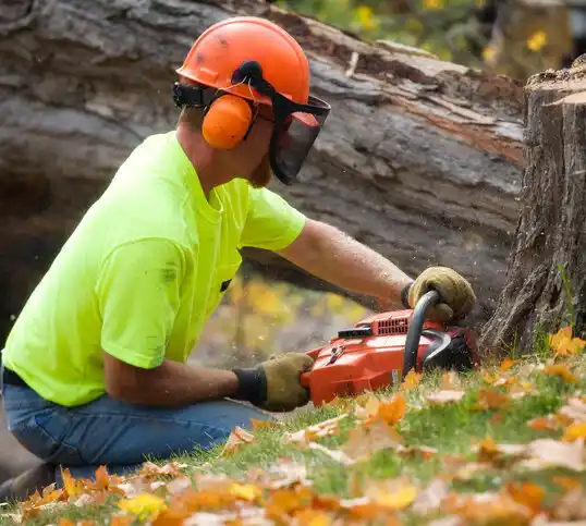 tree services Isanti